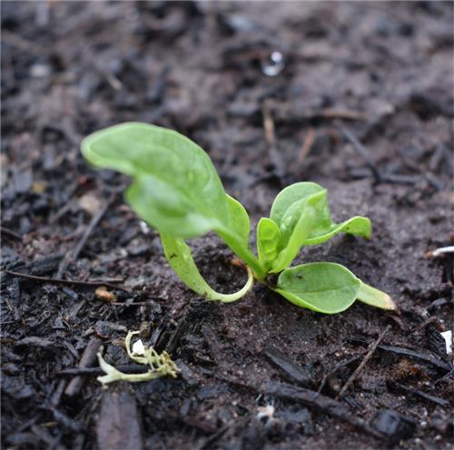 Week 6 Spinach 